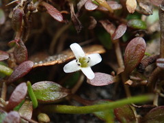 Limosella lineata