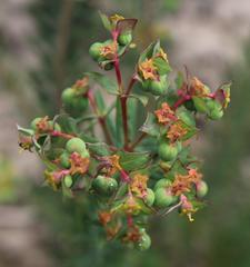 Euphorbia genistoides