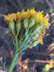 Athanasia filiformis