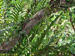 Phlegmariurus phlegmaria