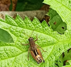 Peripolus