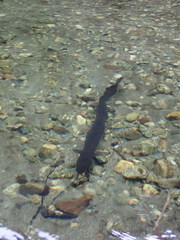 Anguilla dieffenbachii