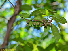 Actinidia callosa discolor