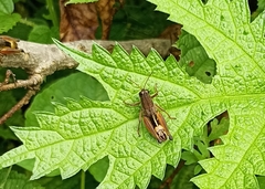 Peripolus