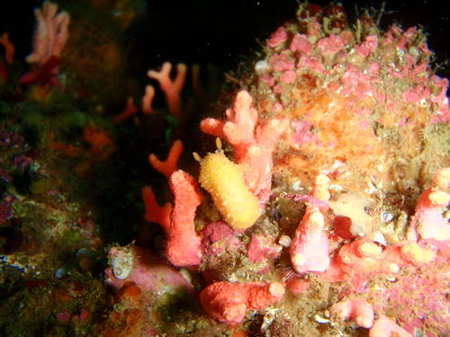 Doris granosa