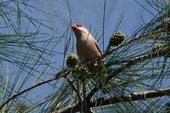 Estrilda troglodytes