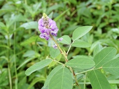 Grona heterocarpos