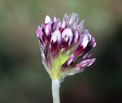 Trifolium dichotomum