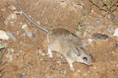 Peromyscus melanophrys