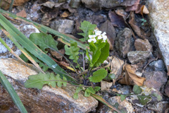 Arabidopsis halleri