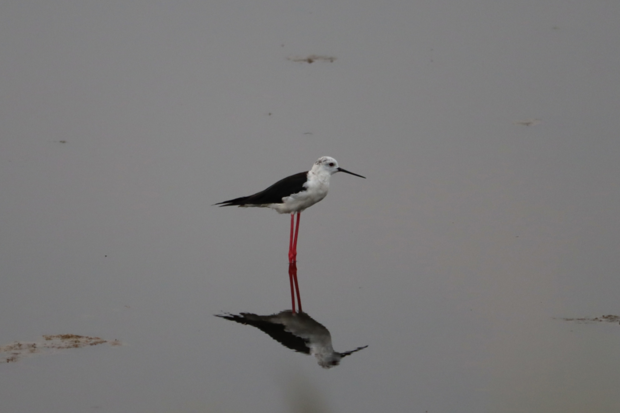 Black-winged Stilt
