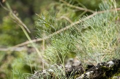 Seseli austriacum