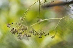 Seseli austriacum