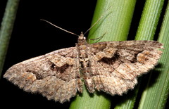 Chrysolarentia plesia