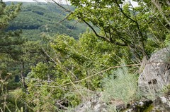 Seseli austriacum