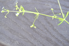 Galium obtusum
