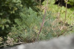 Seseli austriacum
