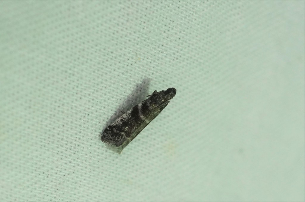 Assara funerella