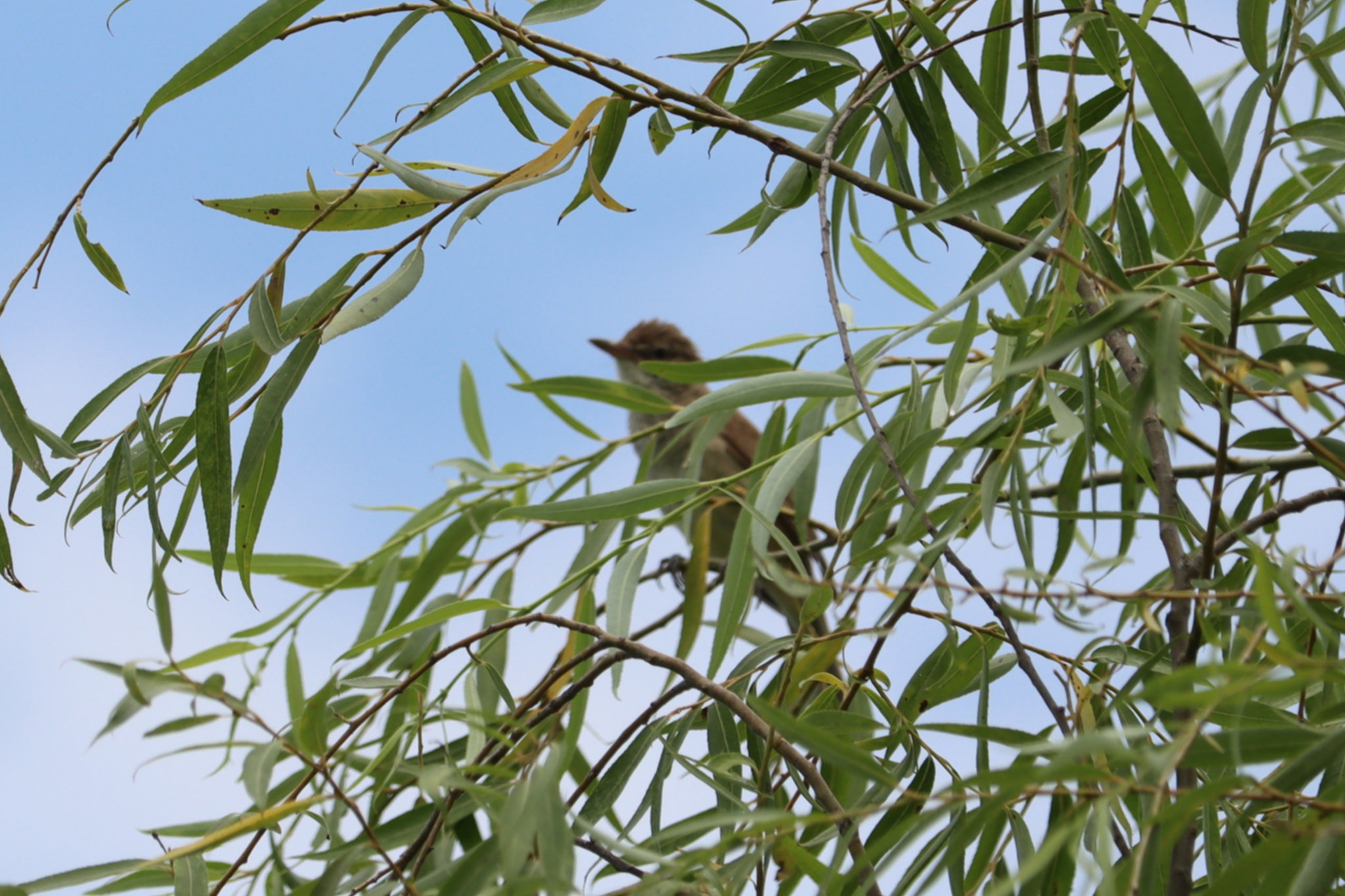 Oriental Reed Warbler