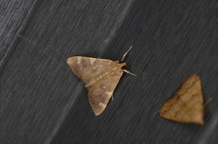 Rehimena surusalis