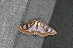 Glyphodes quadrimaculalis