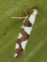 Argyresthia brockeella