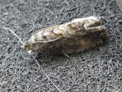 Cydia glandicolana