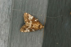 Dysmilichia gemella