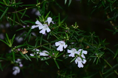 Westringieae
