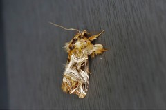 Callopistria repleta