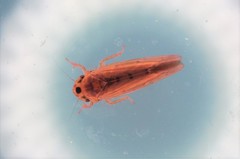 Phlogotettix cyclops