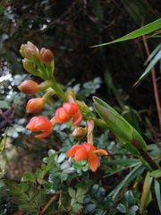Epidendrum incapachychilum