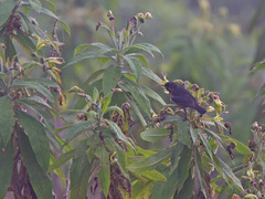 Diglossa brunneiventris