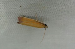 Oncocera semirubella