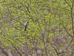 Cyanocorax yncas yncas