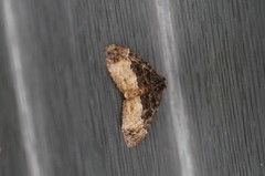 Xanthorhoe muscicapata