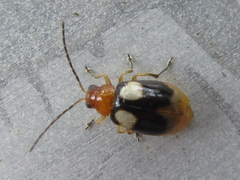 Monolepta quadriguttata