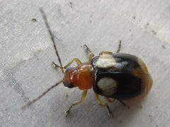 Monolepta quadriguttata