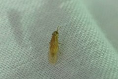 Trigonometopus eborifacies