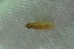 Trigonometopus eborifacies