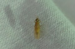 Trigonometopus eborifacies