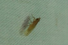 Trigonometopus eborifacies