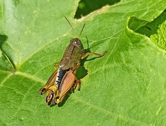 Peripolus