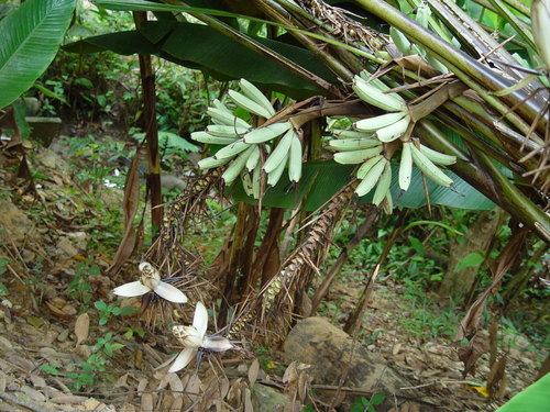 Musa gracilis, photograph 5