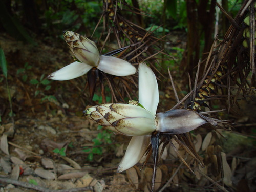 Musa gracilis, photograph 4