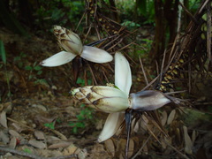 Musa gracilis