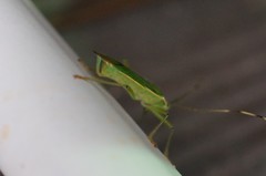 Urostylis striicornis