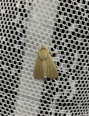 Mythimna pallens