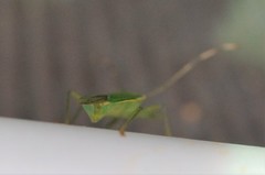 Urostylis striicornis