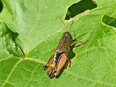 Peripolus